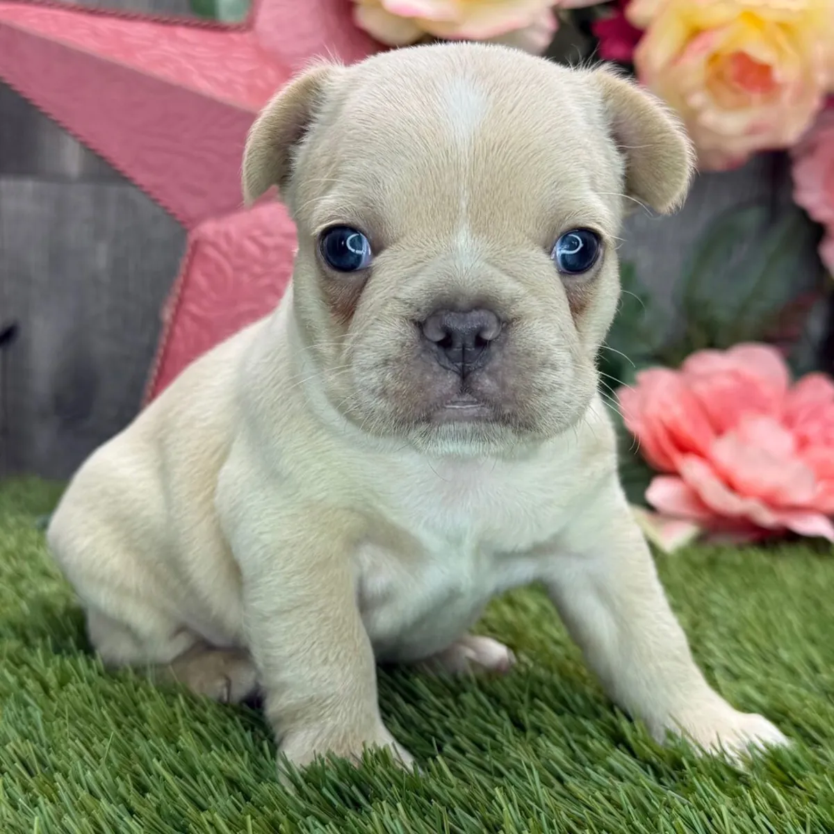 Stunning French Bulldog