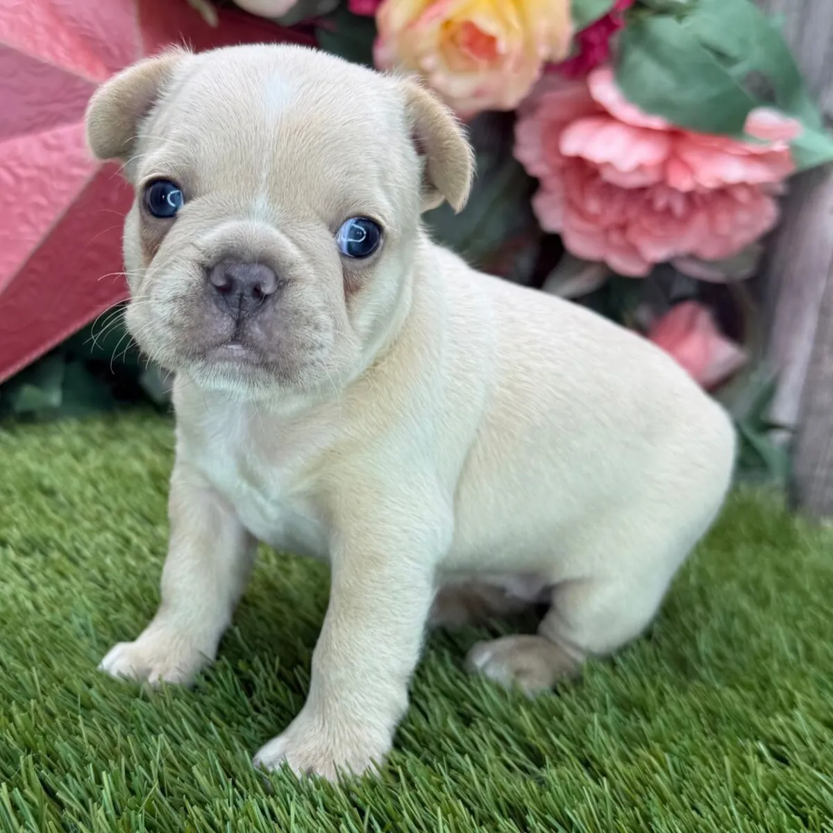 Stunning French Bulldog