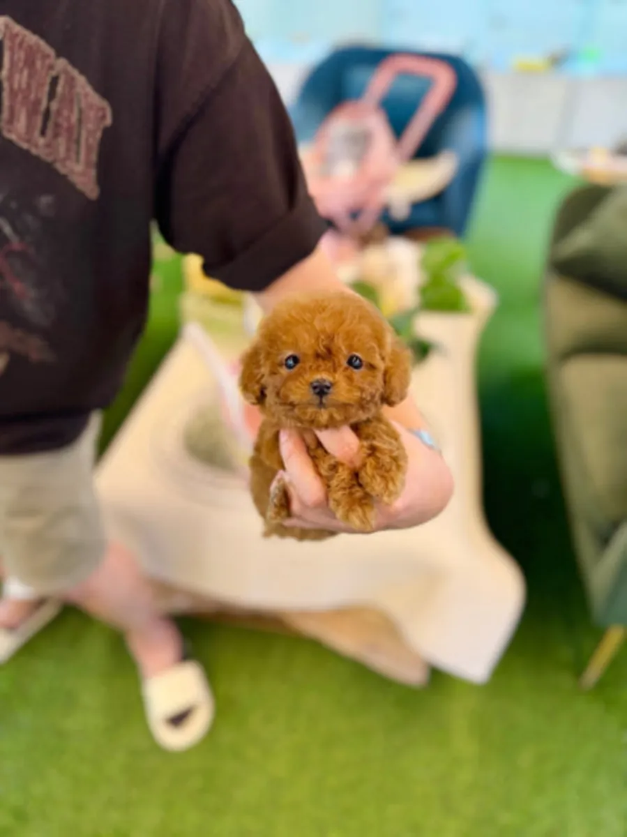 可爱的茶杯贵宾犬