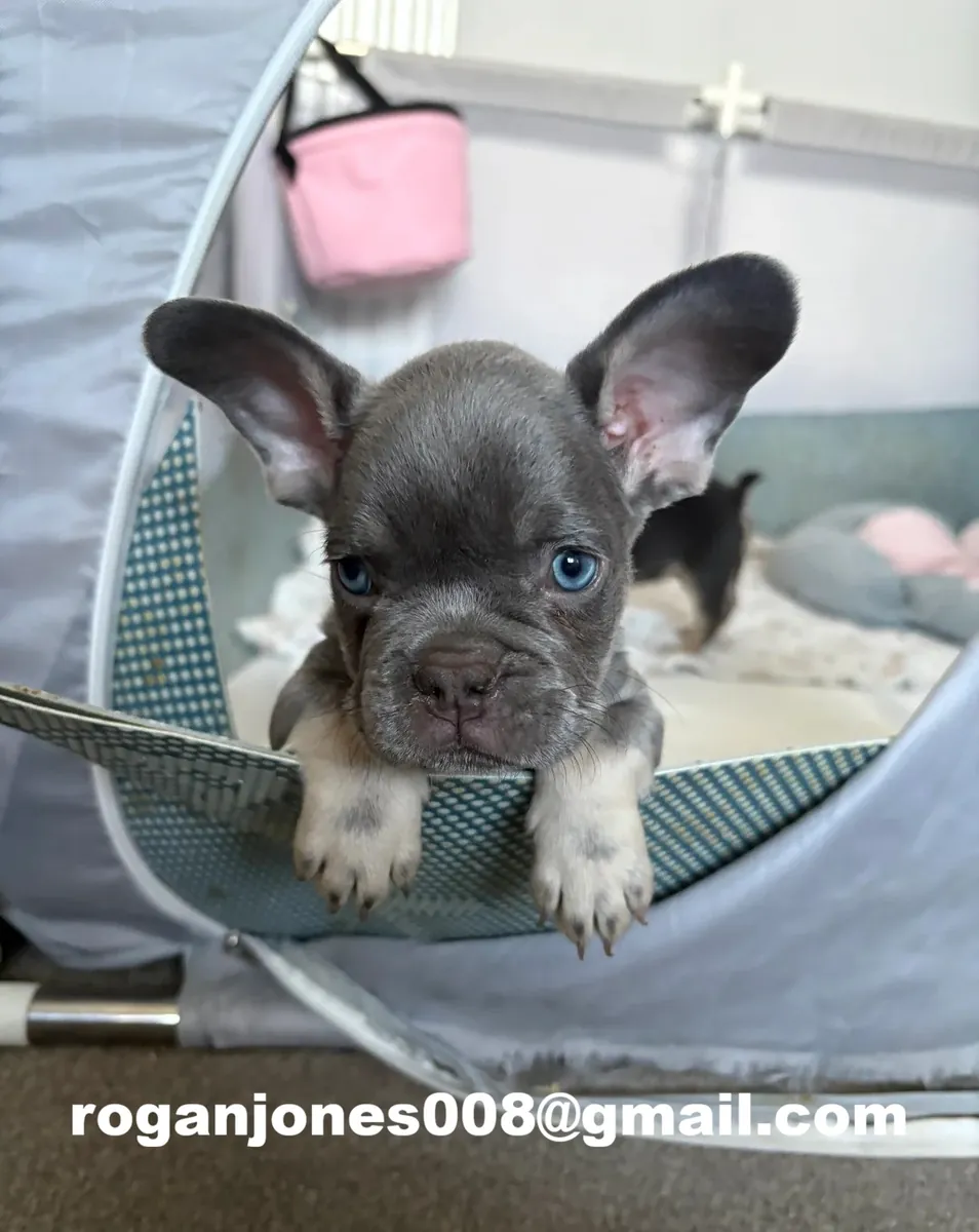 Sevimli Fransız Bulldogları