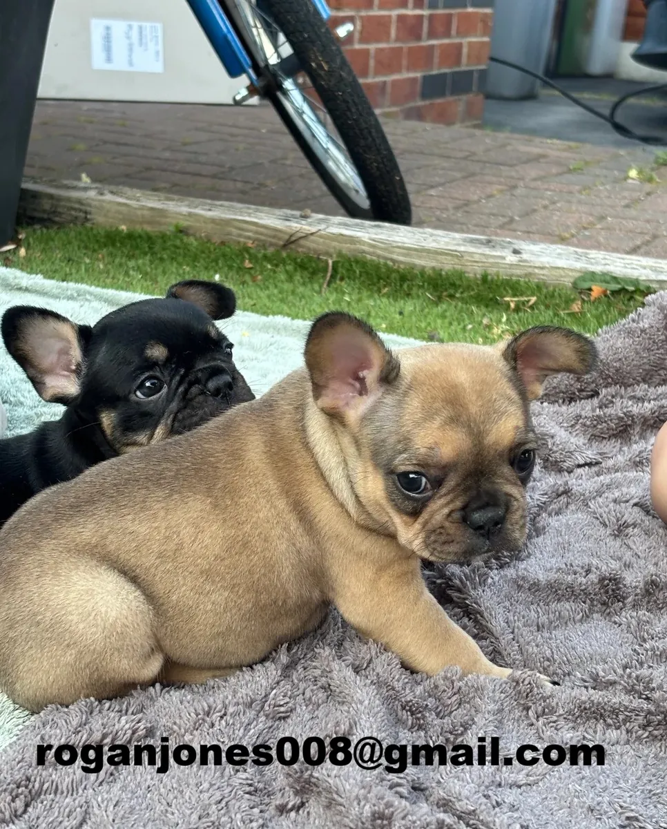 Fina fransk bulldogg-valpar till salu