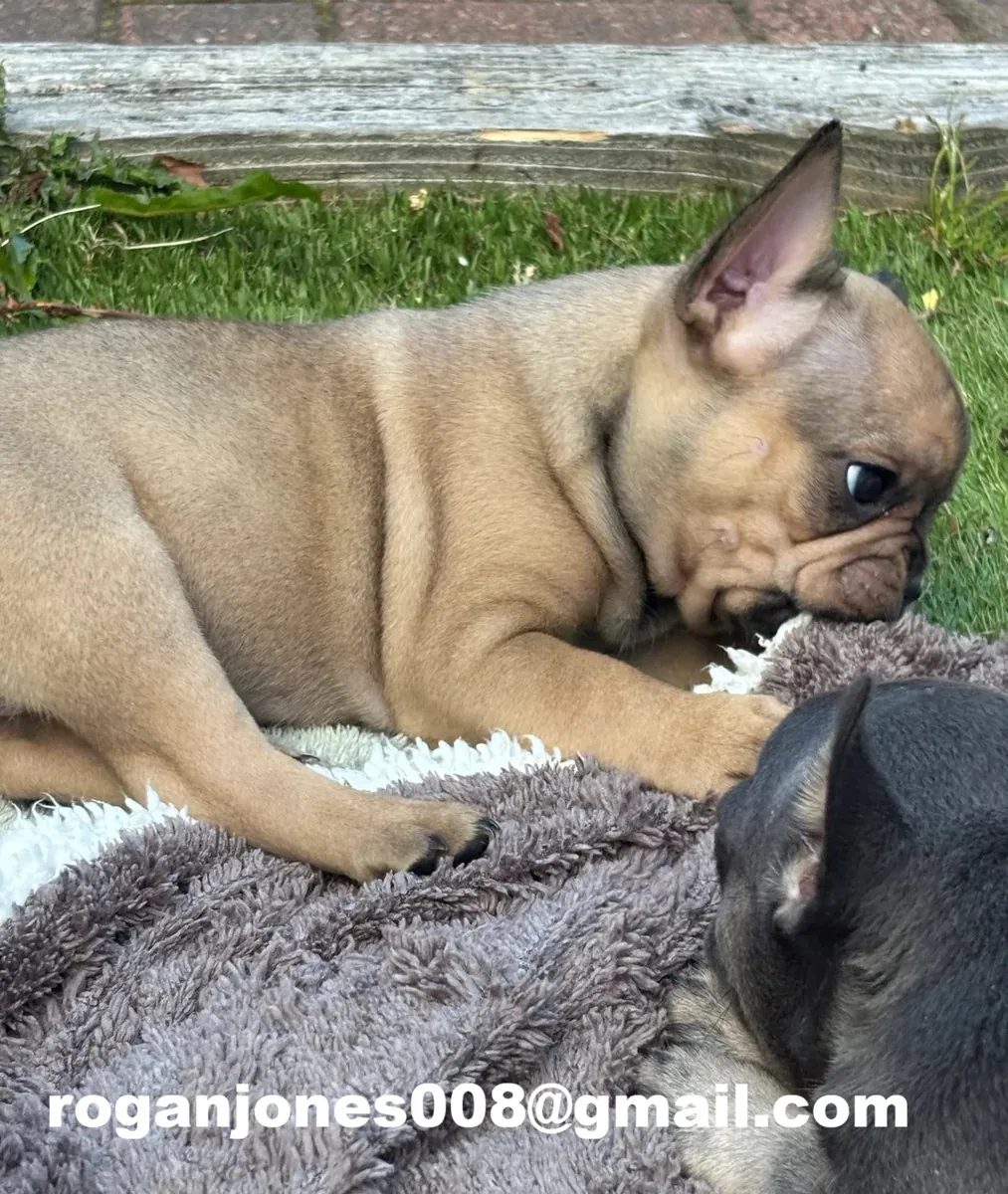 Fina fransk bulldogg-valpar till salu