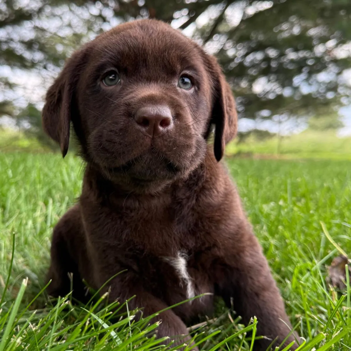 Chocolate Golden Retriever Pup