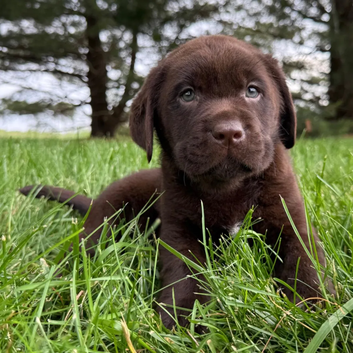 Chocolate Golden Retriever Pup
