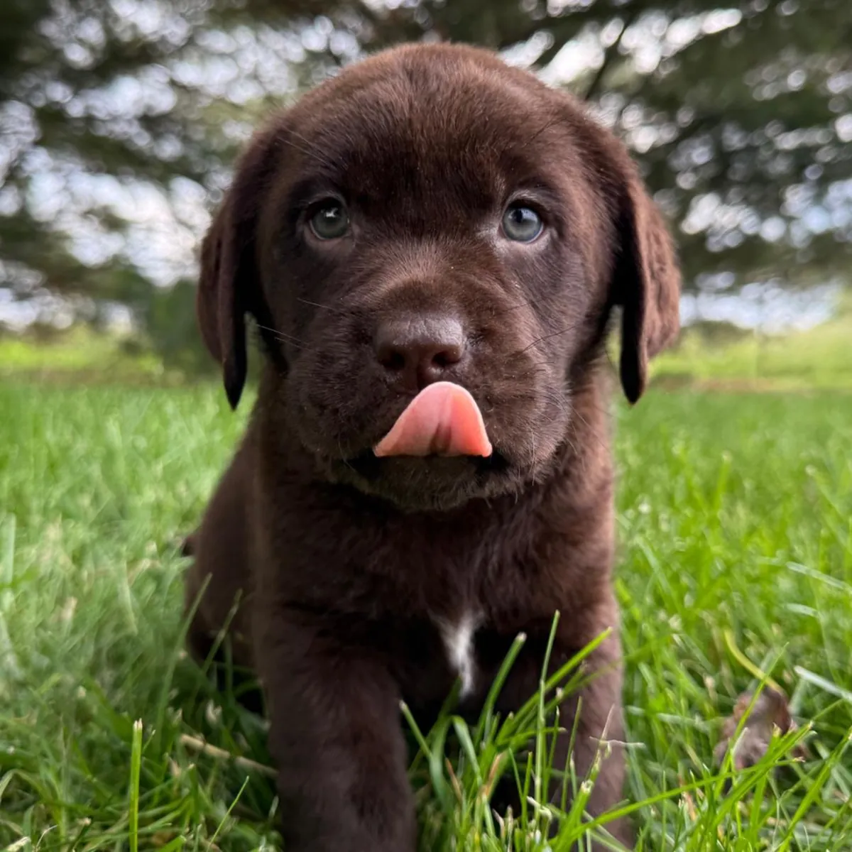 Chocolate Golden Retriever Pup