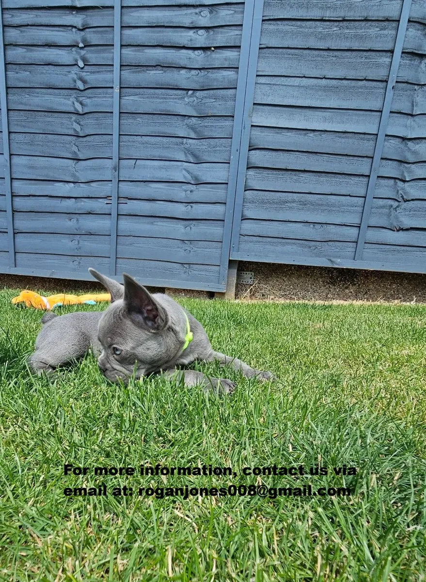 出售法国斗牛犬幼犬