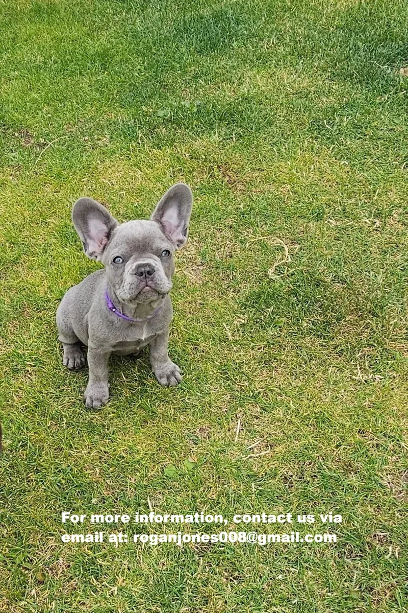 健康的法国斗牛犬幼犬！