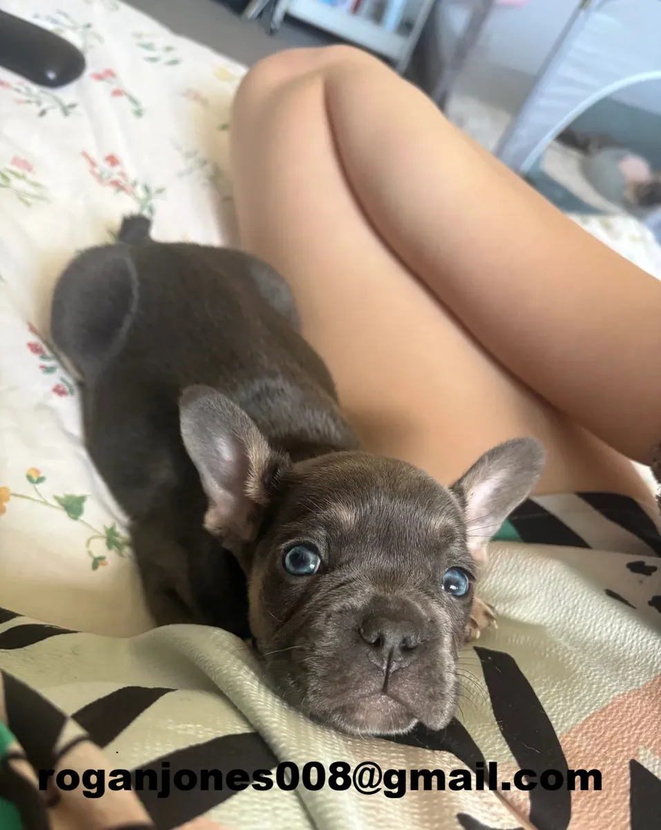 Les plus mignons bulldogs français