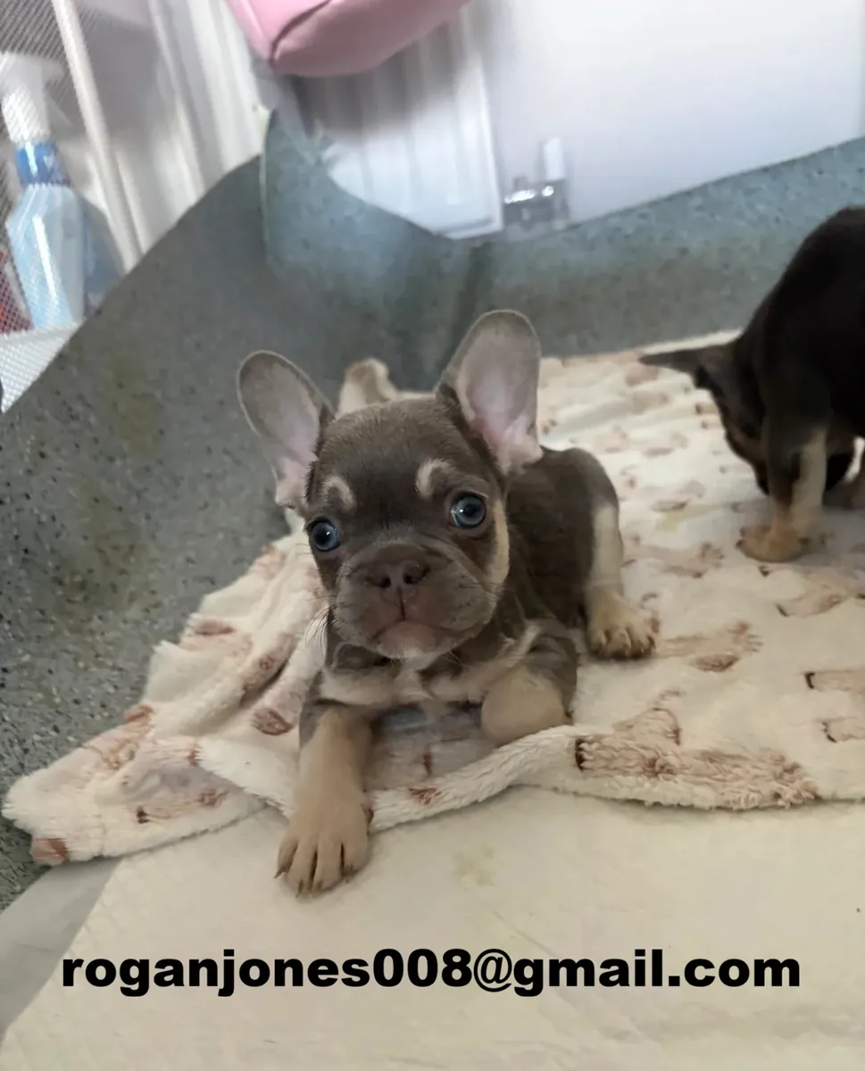Güzel Fransız bulldog erkek