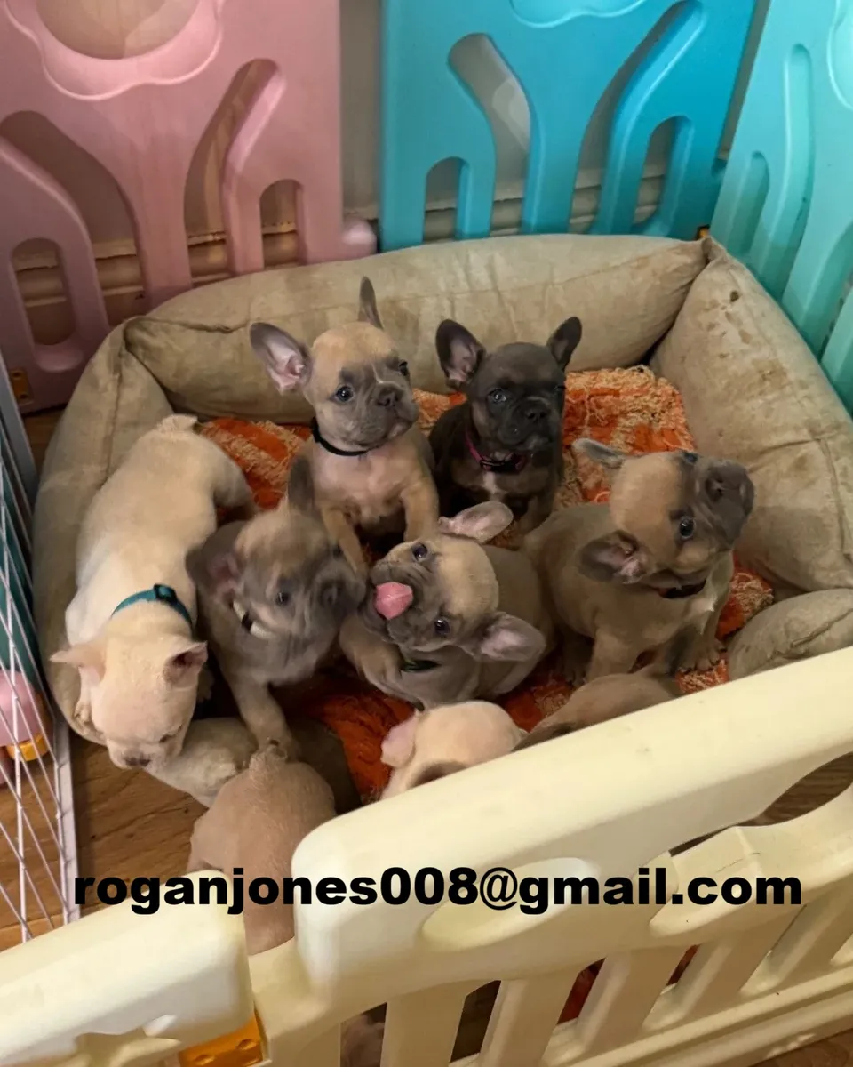 Chiots bulldog français affectueux