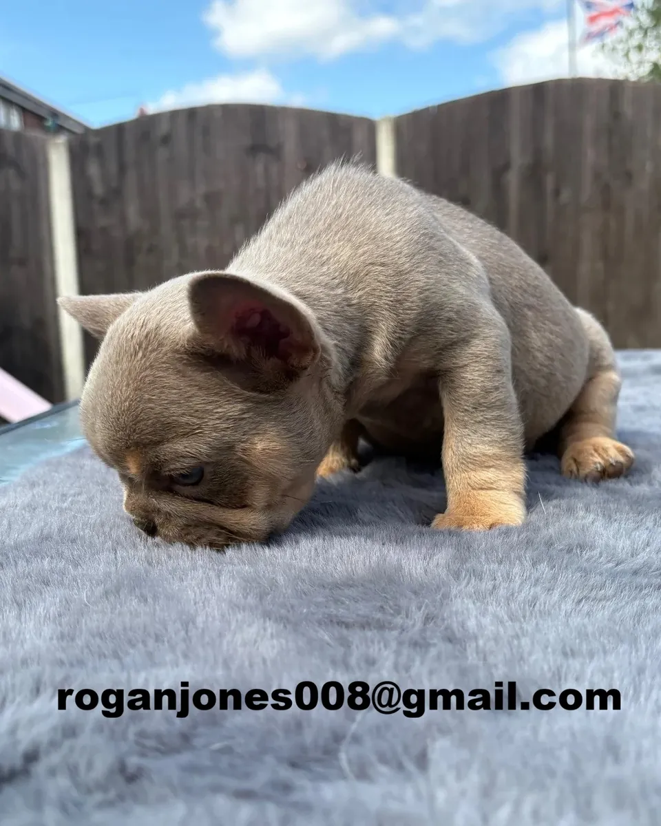 Sağlıklı ve sevimli Fransız bulldogları evlat edinme için