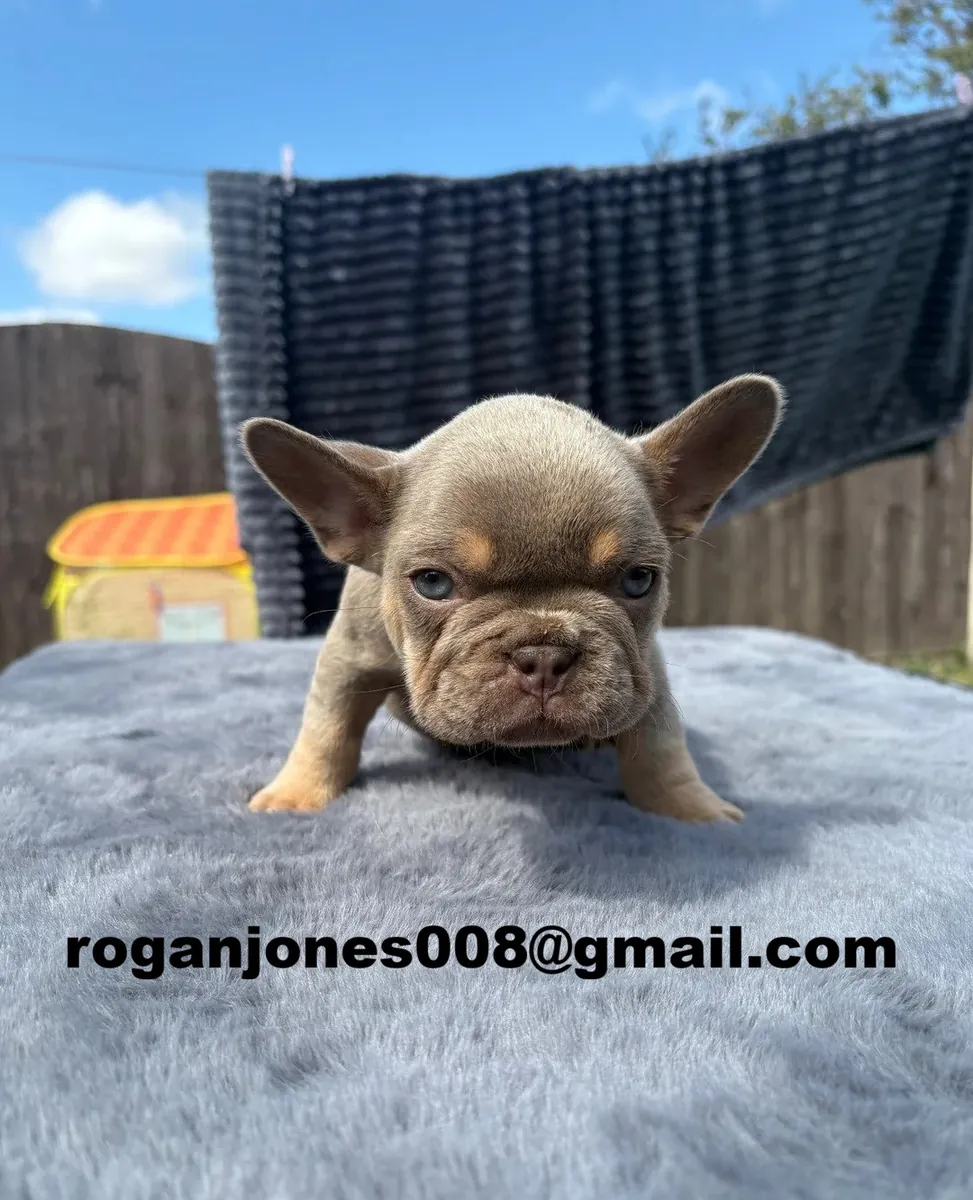Sağlıklı ve sevimli Fransız bulldogları evlat edinme için