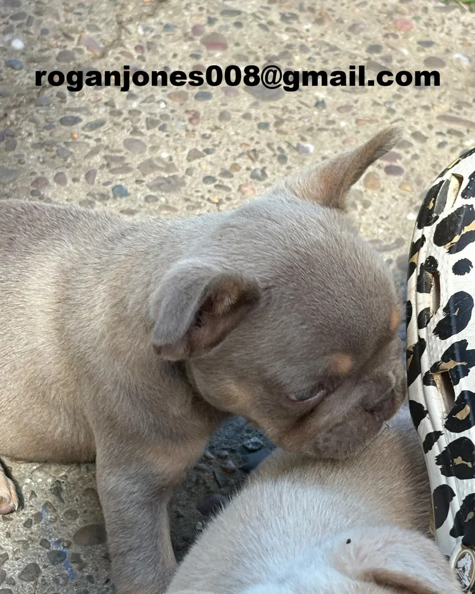 2 chiots Bulldog Français