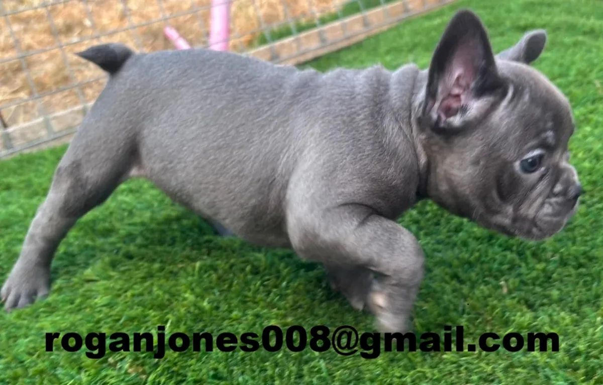 Franse Bulldog-pup te koop