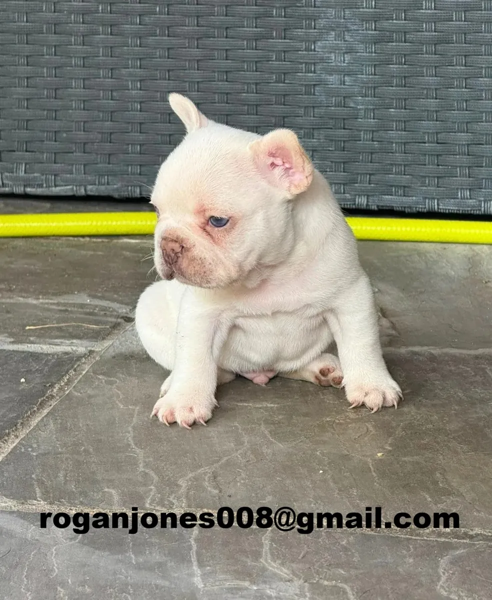 Mignonne chiot bulldog français crème-blanc à vendre