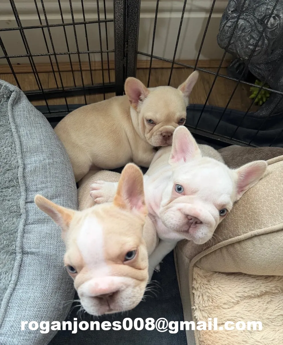 Mignonne chiot bulldog français crème-blanc à vendre