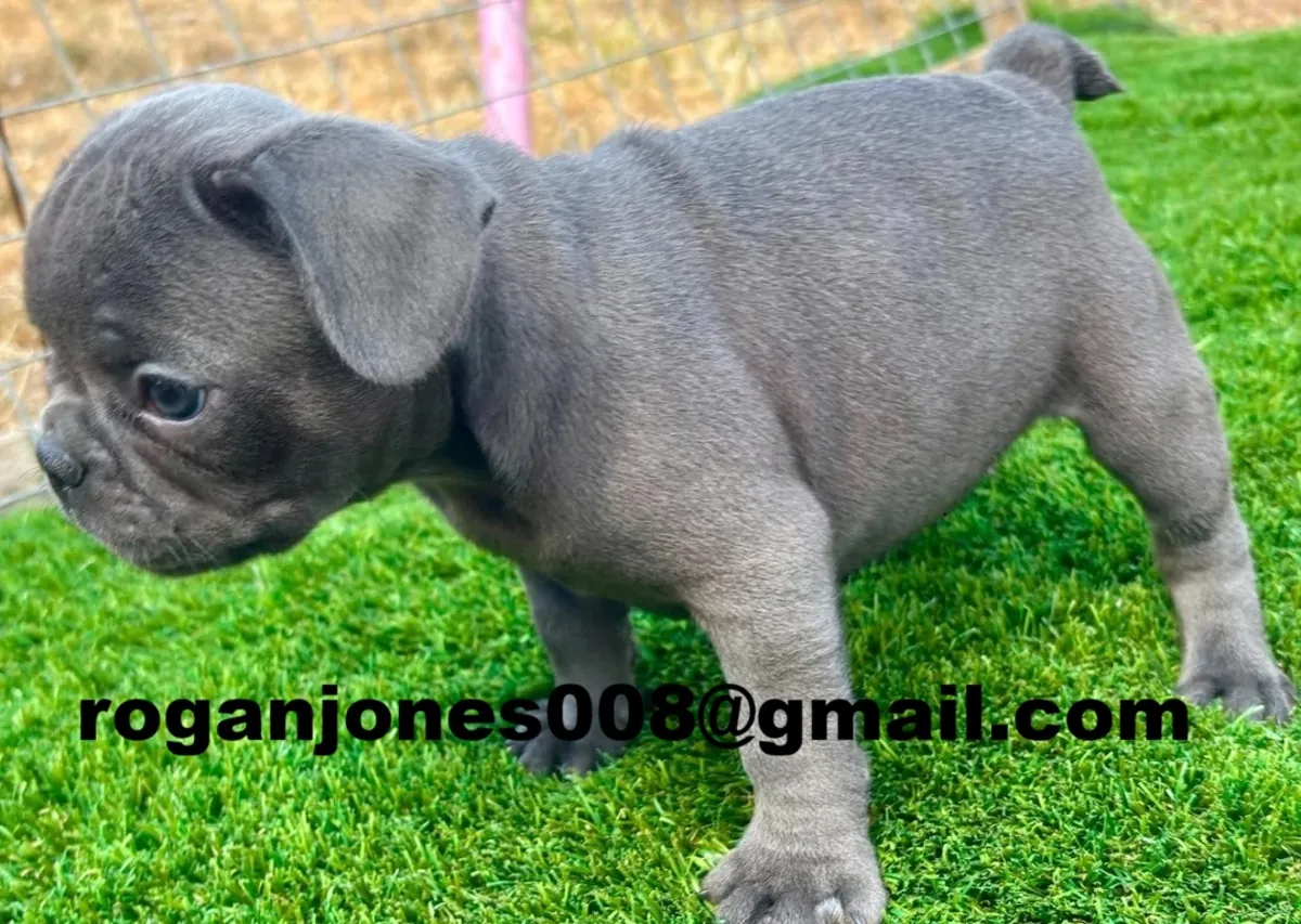 Cachorros de bulldog francés.