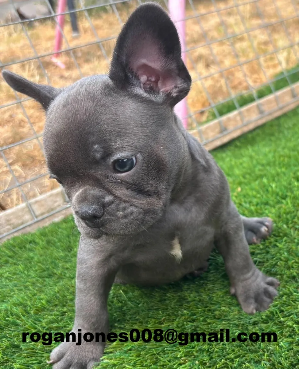 Cachorros de bulldog francés.