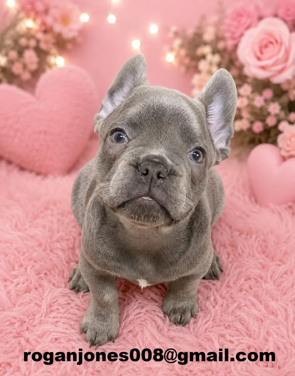 Satılık inanılmaz tatlı Fransız bulldog yavruları