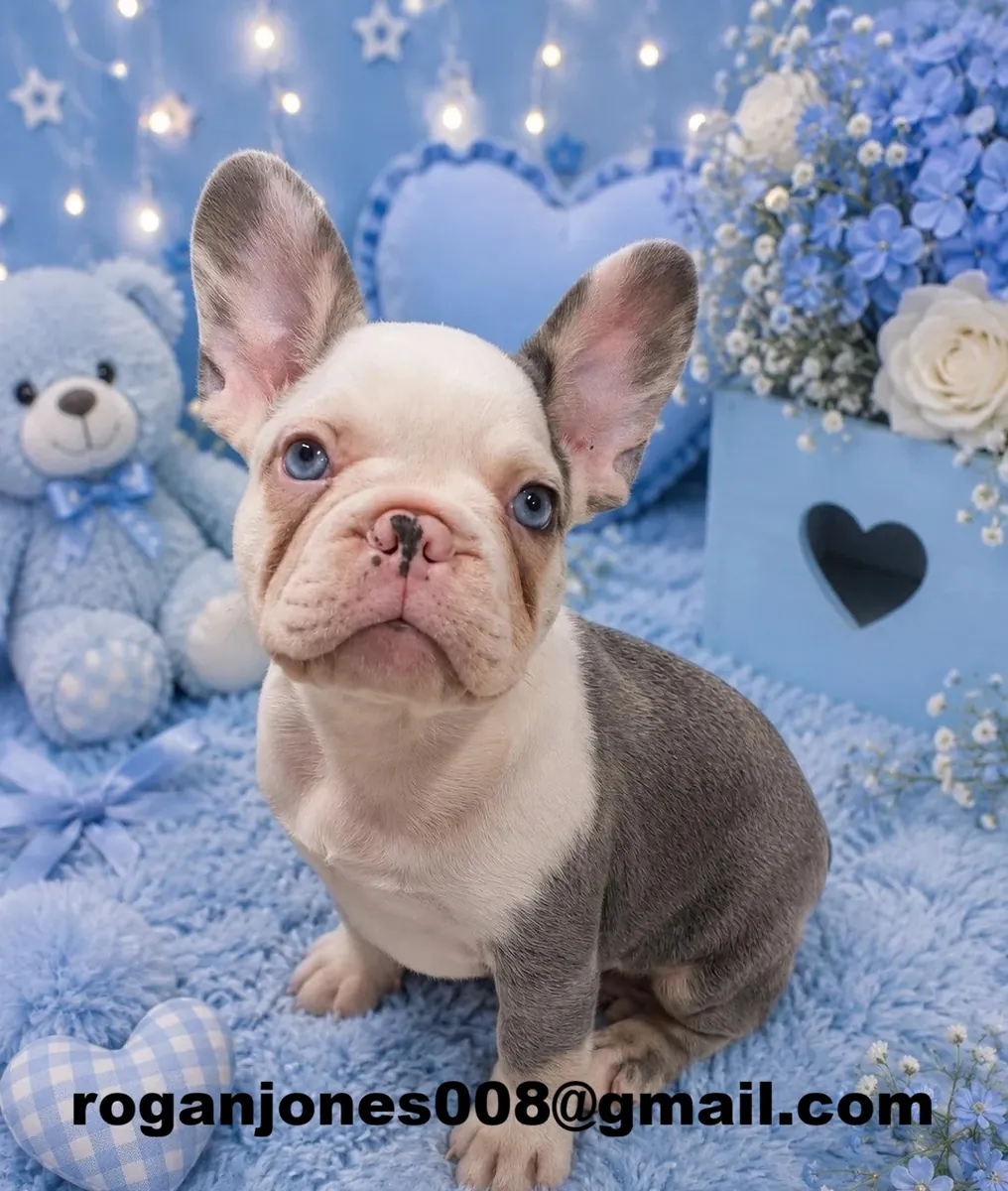 Satılık inanılmaz tatlı Fransız bulldog yavruları