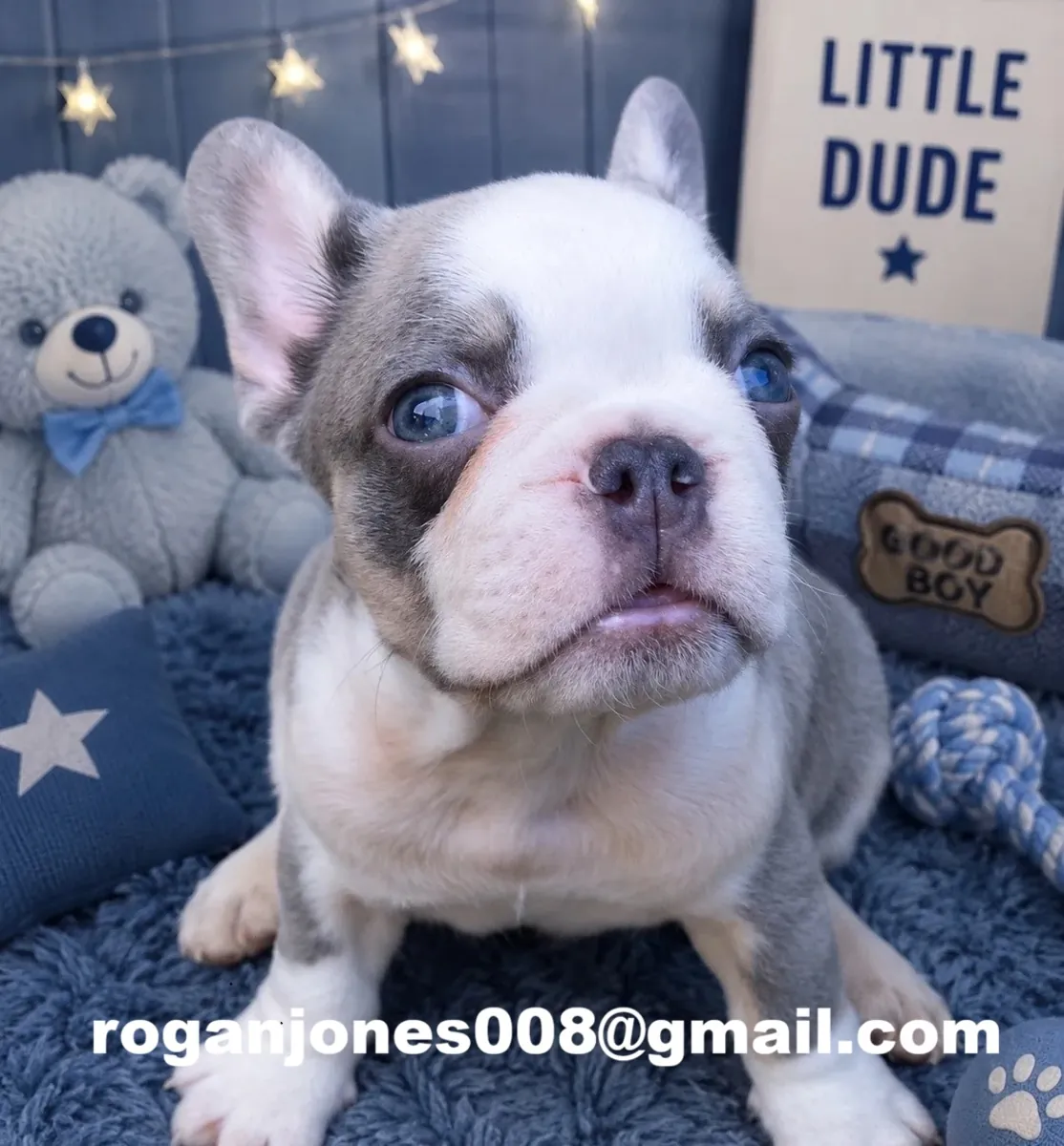 Renrasede franske bulldog yavruları (AKC kayıtlı) satılık