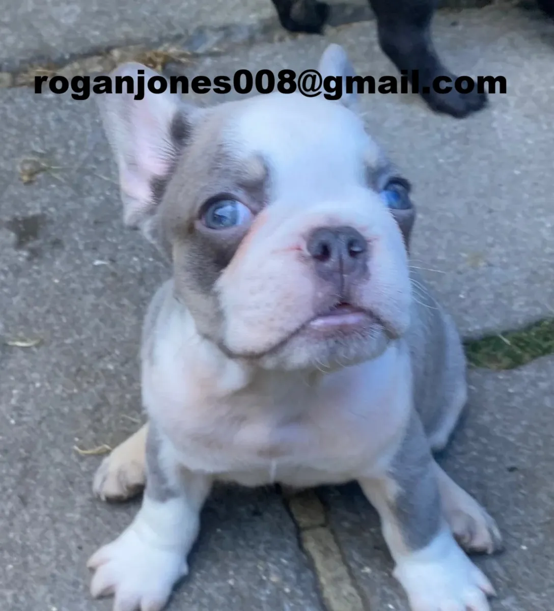 Renrasede franske bulldog yavruları (AKC kayıtlı) satılık