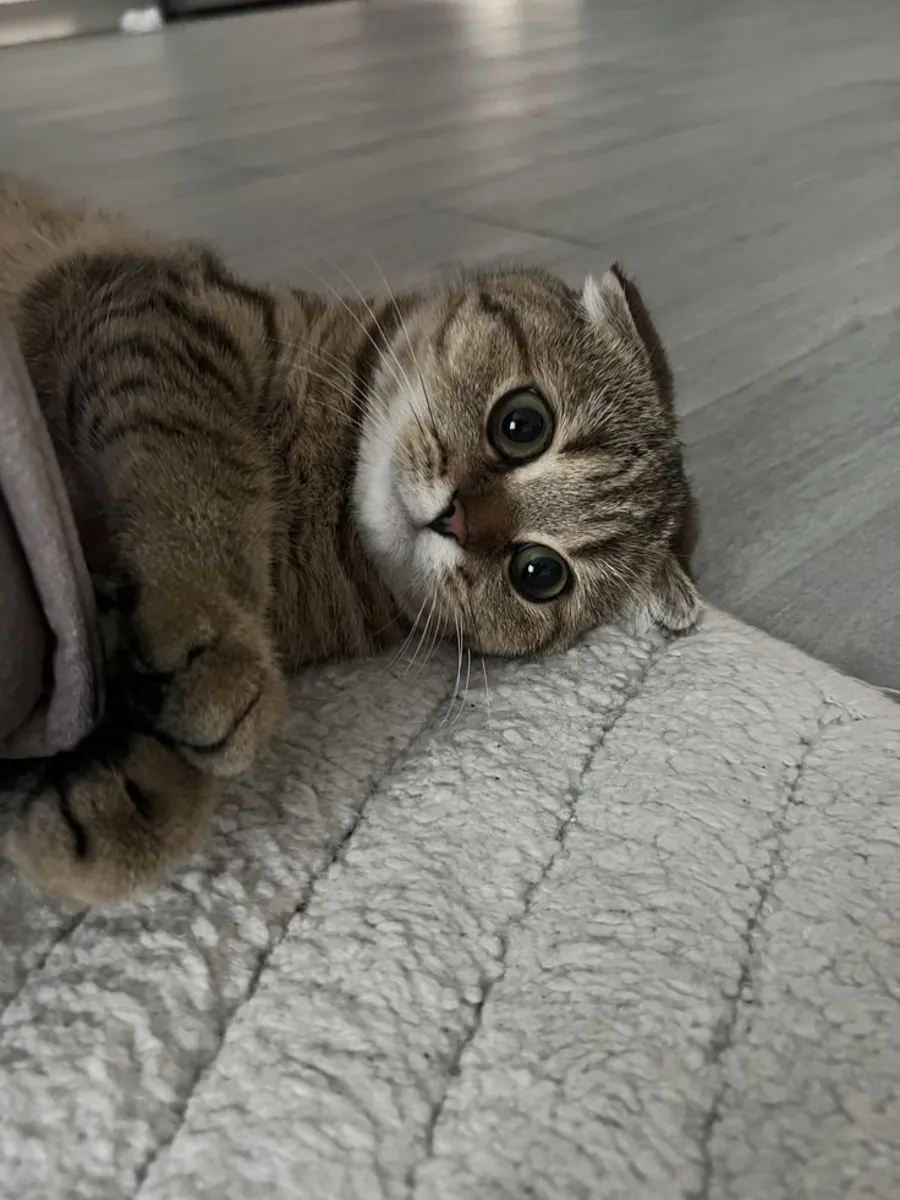 Chat Foldex à donner | Calme et affectueux