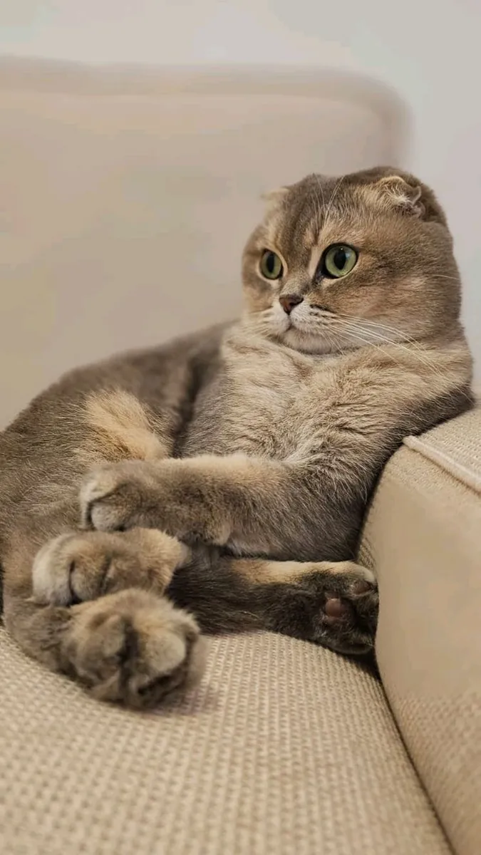 Chat Foldex à donner | Calme et affectueux