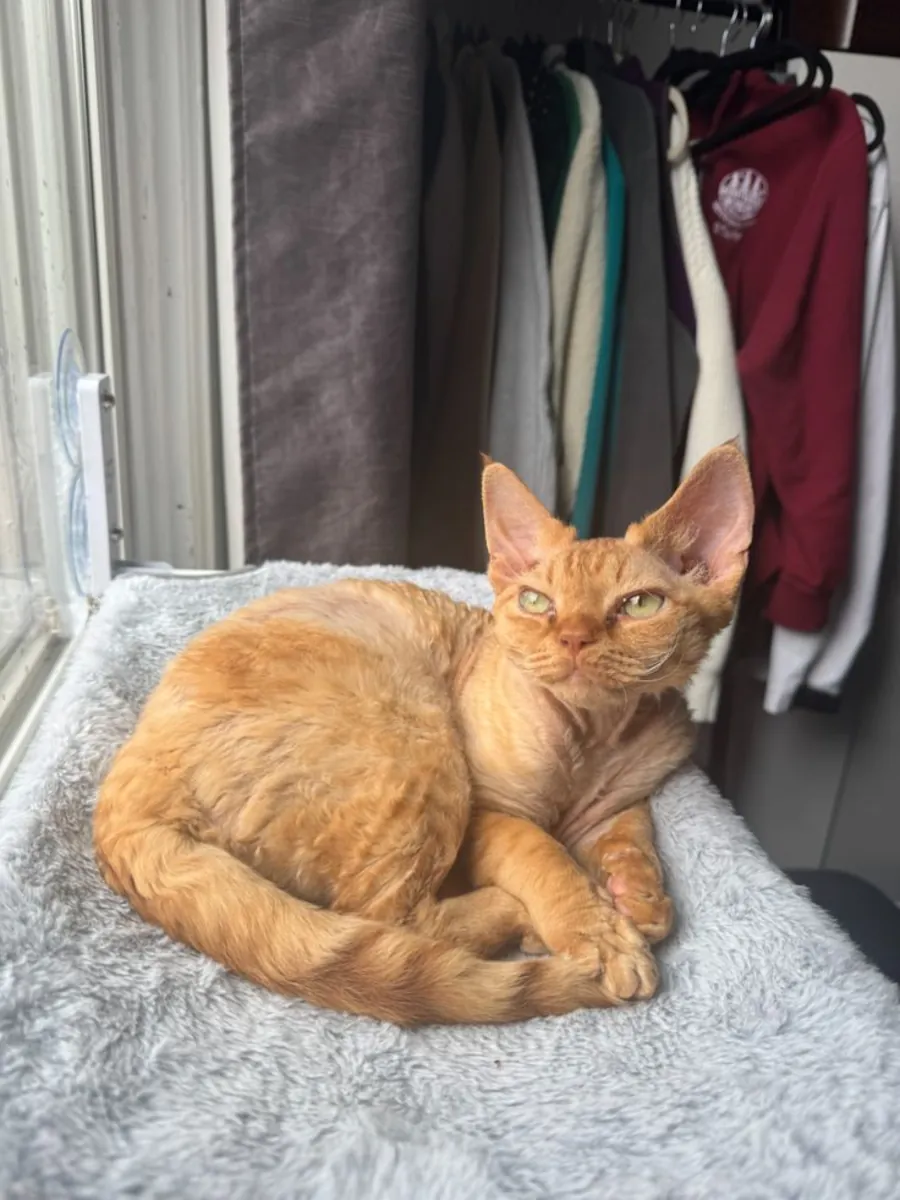 德国霸王龙得到了很好的照顾