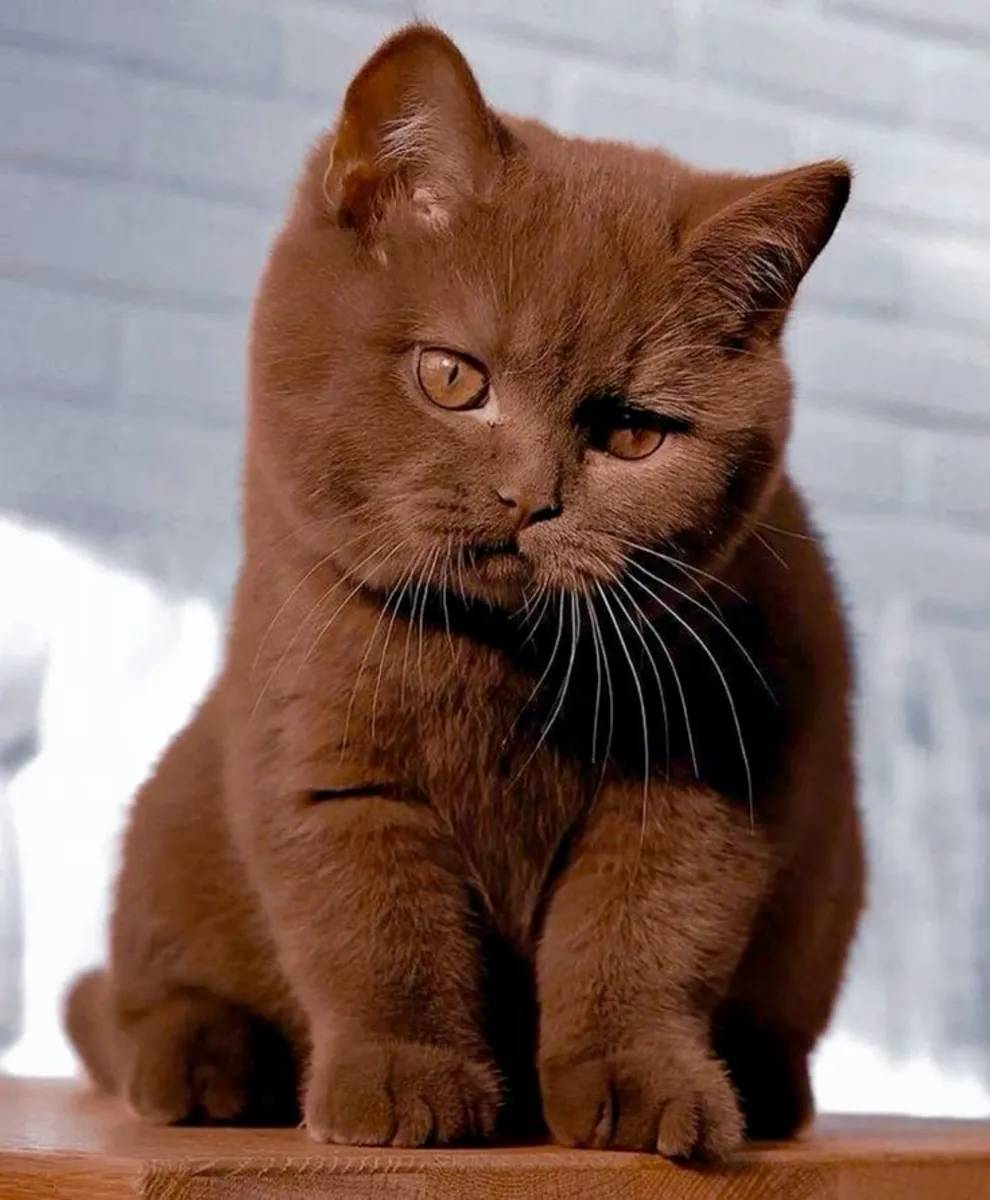 Havana Brown | Affectionate domestic cat