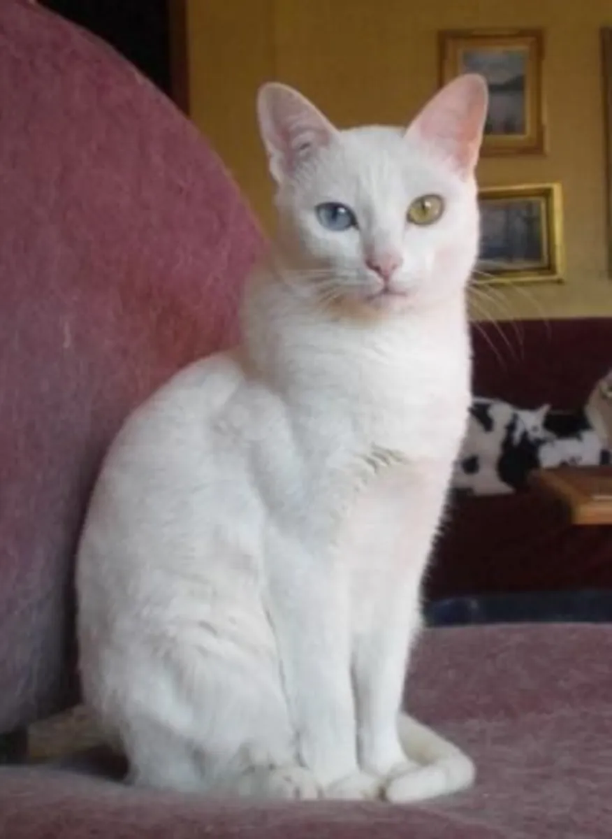 Као Мани в добрые руки | Редкая порода