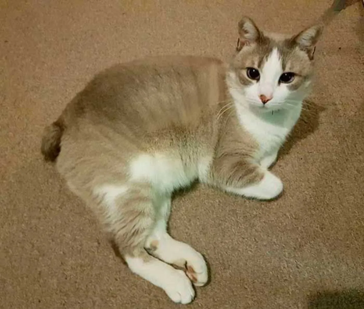 Курильский бобтейл | Активный и умный