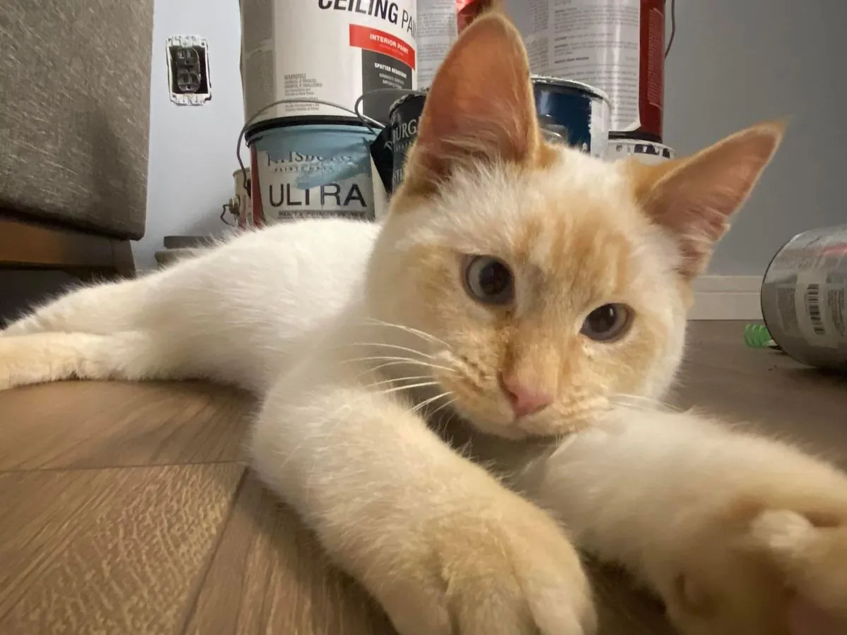 Курильский бобтейл | Активный и умный