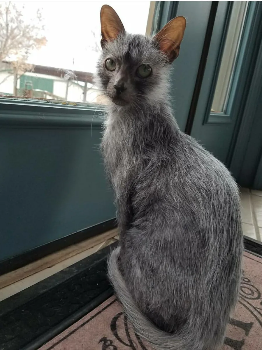 莱科伊得到了很好的照顾 | 一种罕见而聪明的猫