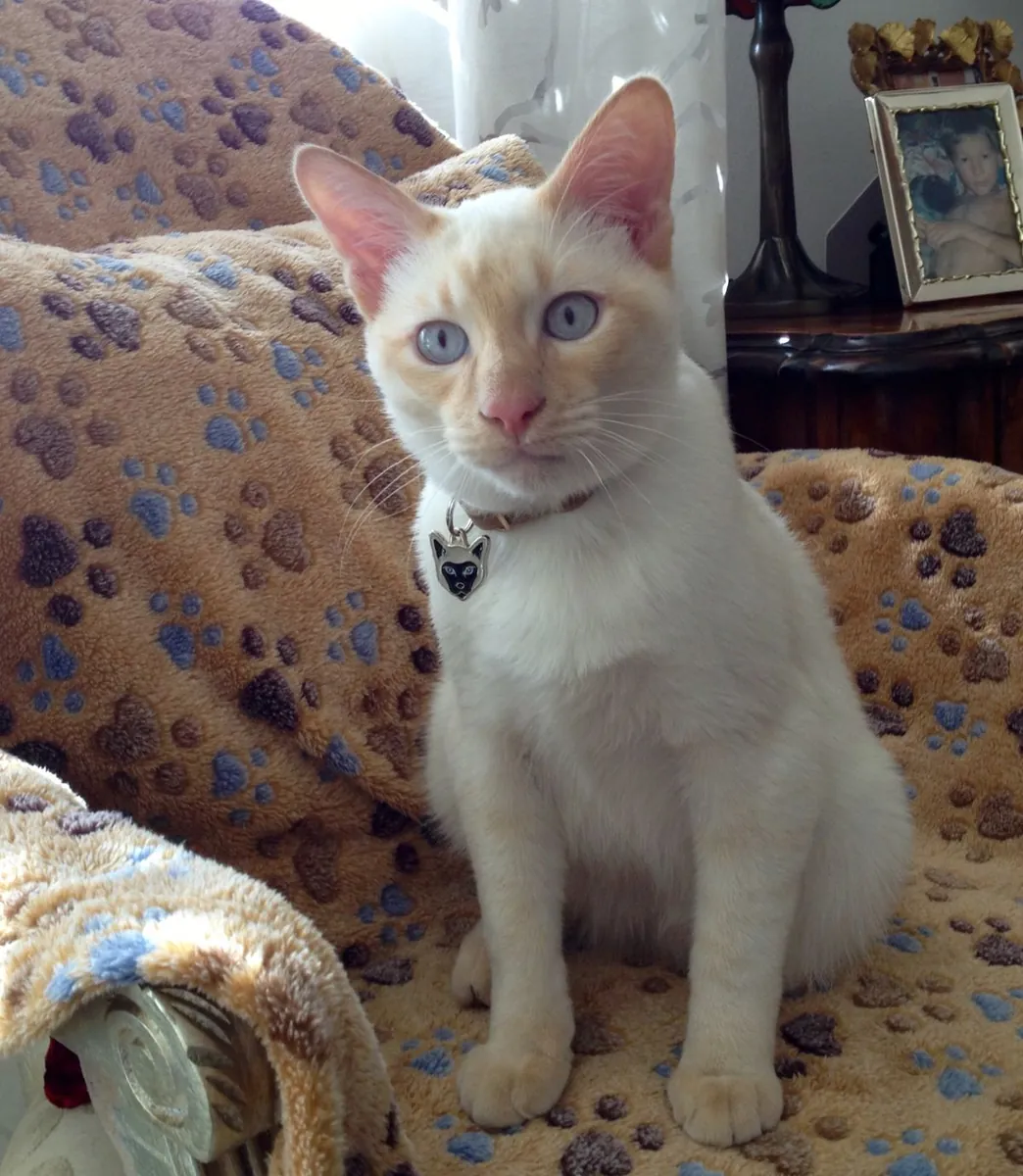 Меконгский бобтейл в добрые руки