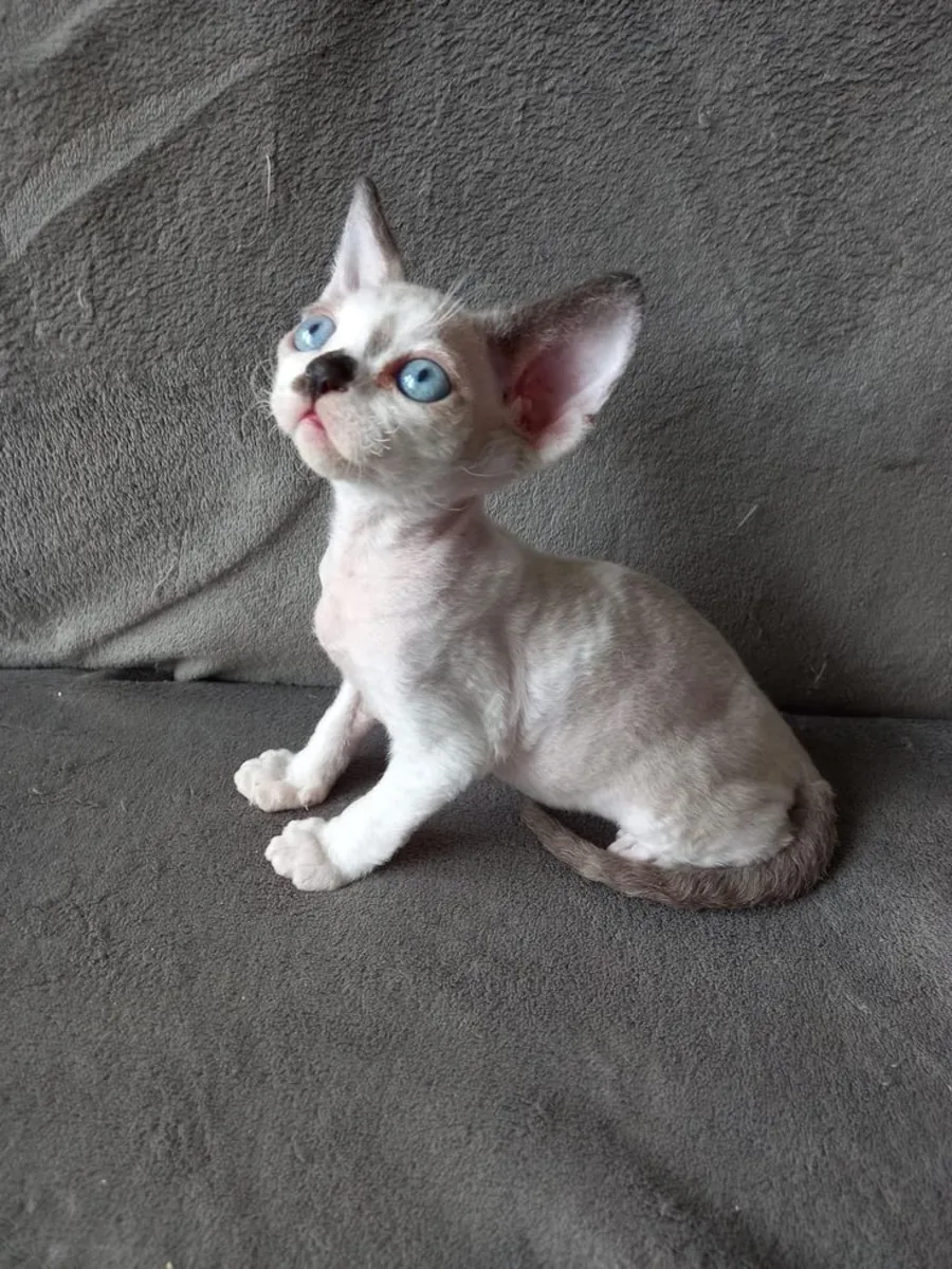 Минскин для пристройства | Ласковая домашняя кошка