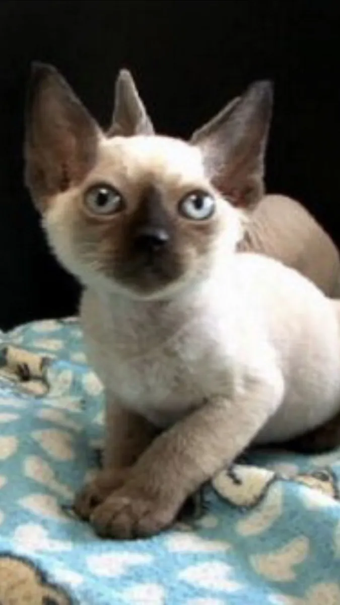 Минскин для пристройства | Ласковая домашняя кошка