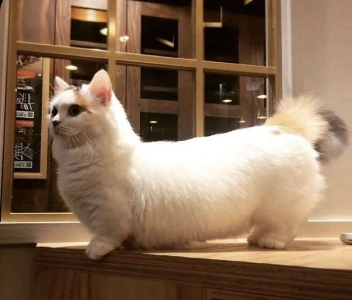 Кошка Наполеон в добрые руки