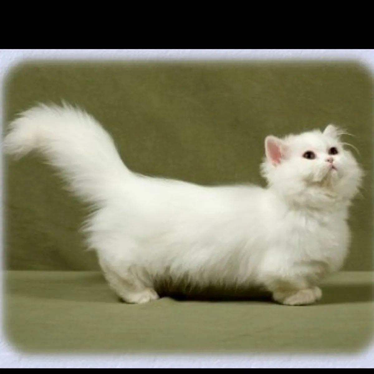 Кошка Наполеон в добрые руки