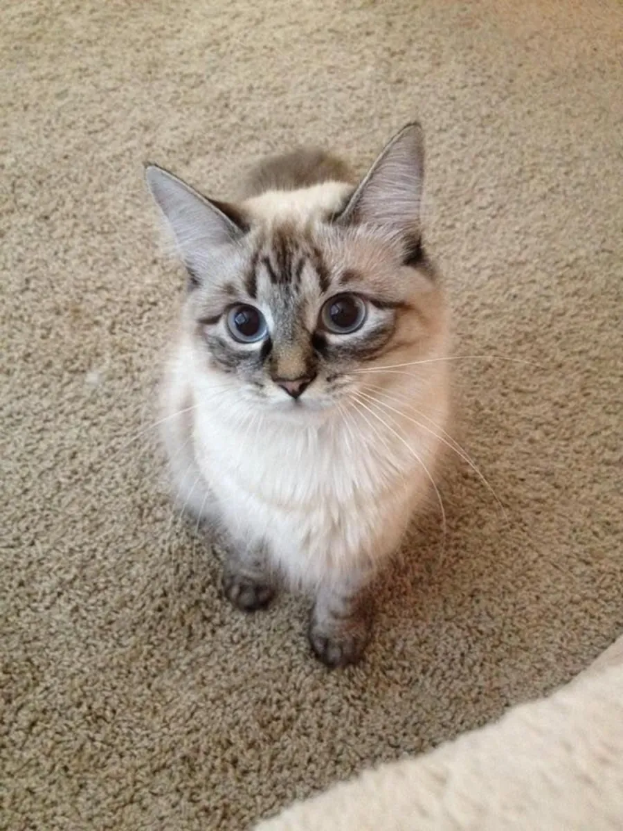 Ojos Azules in good hands | Blue eyes