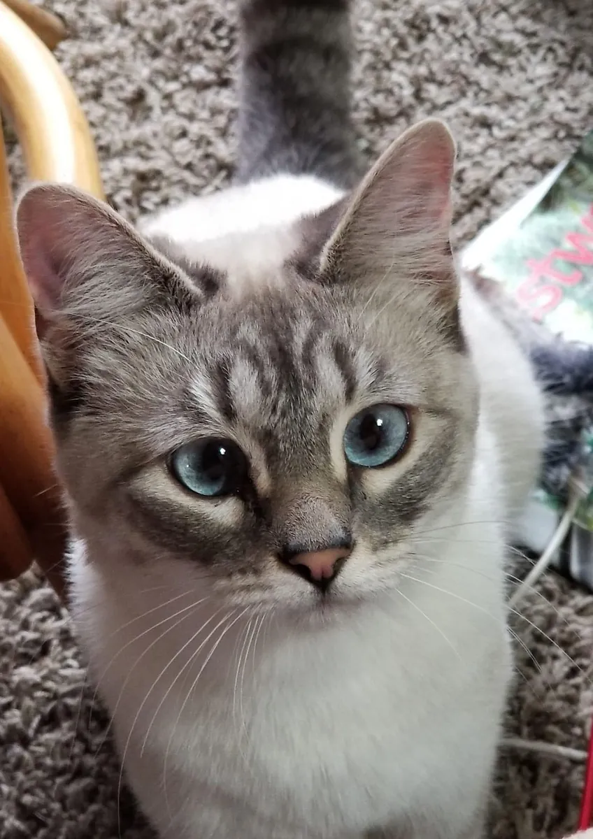 Ojos Azules in good hands | Blue eyes