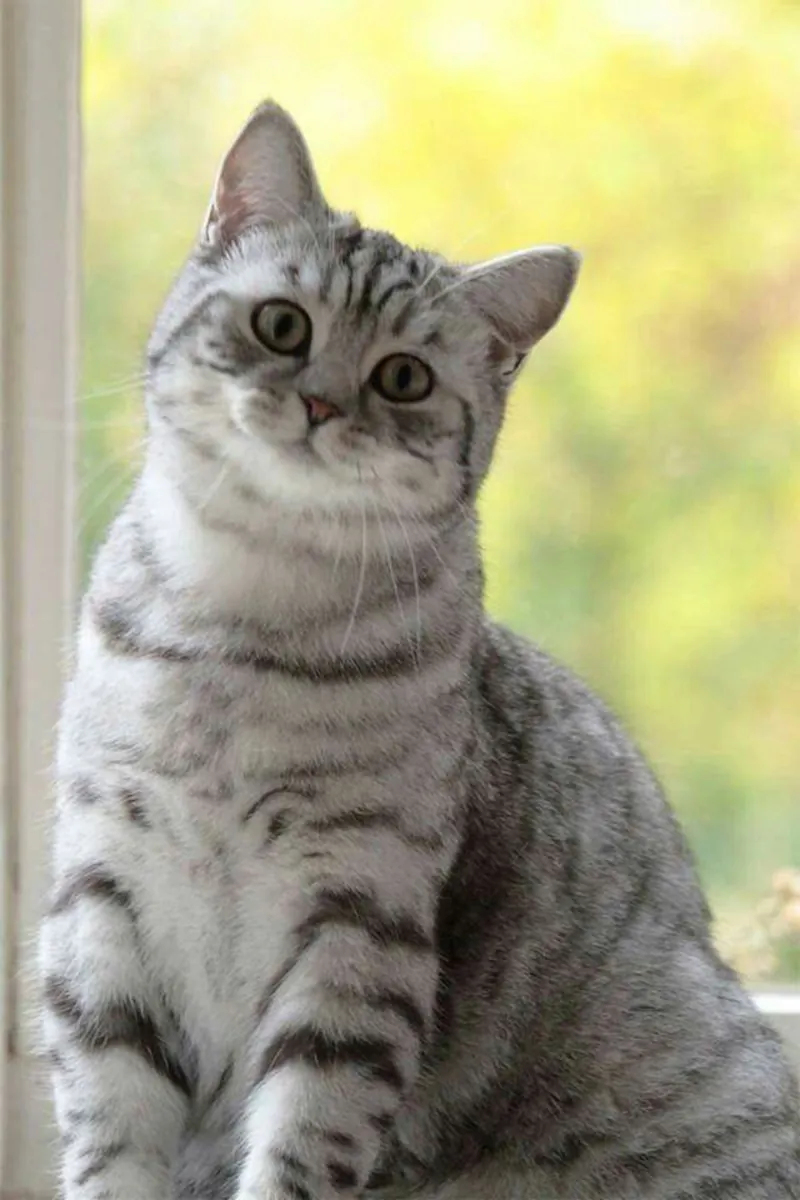 Domestic shorthair cat for sale