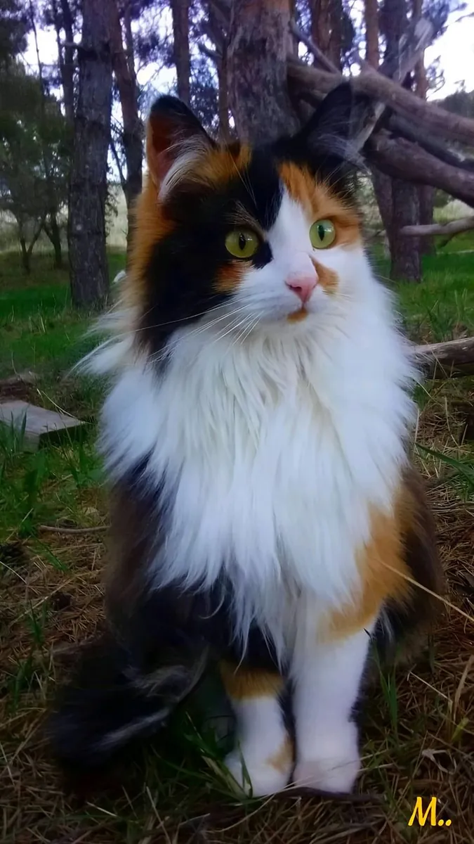 Domestic longhair cat for sale