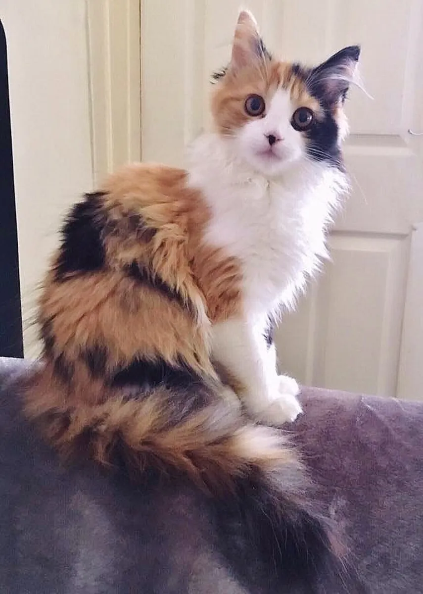 Domestic longhair cat for sale