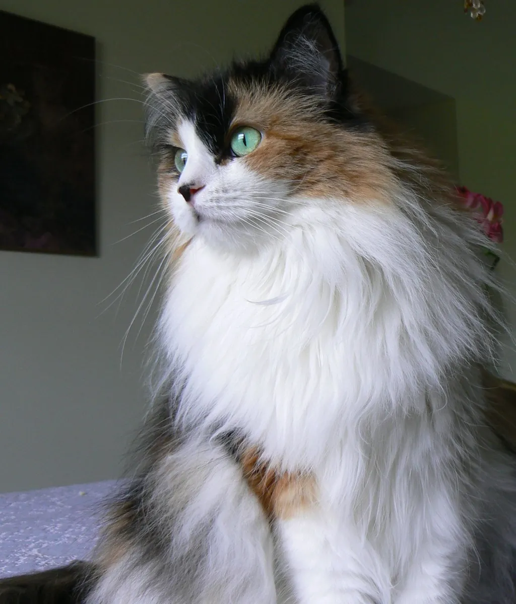 Domestic longhair cat for sale