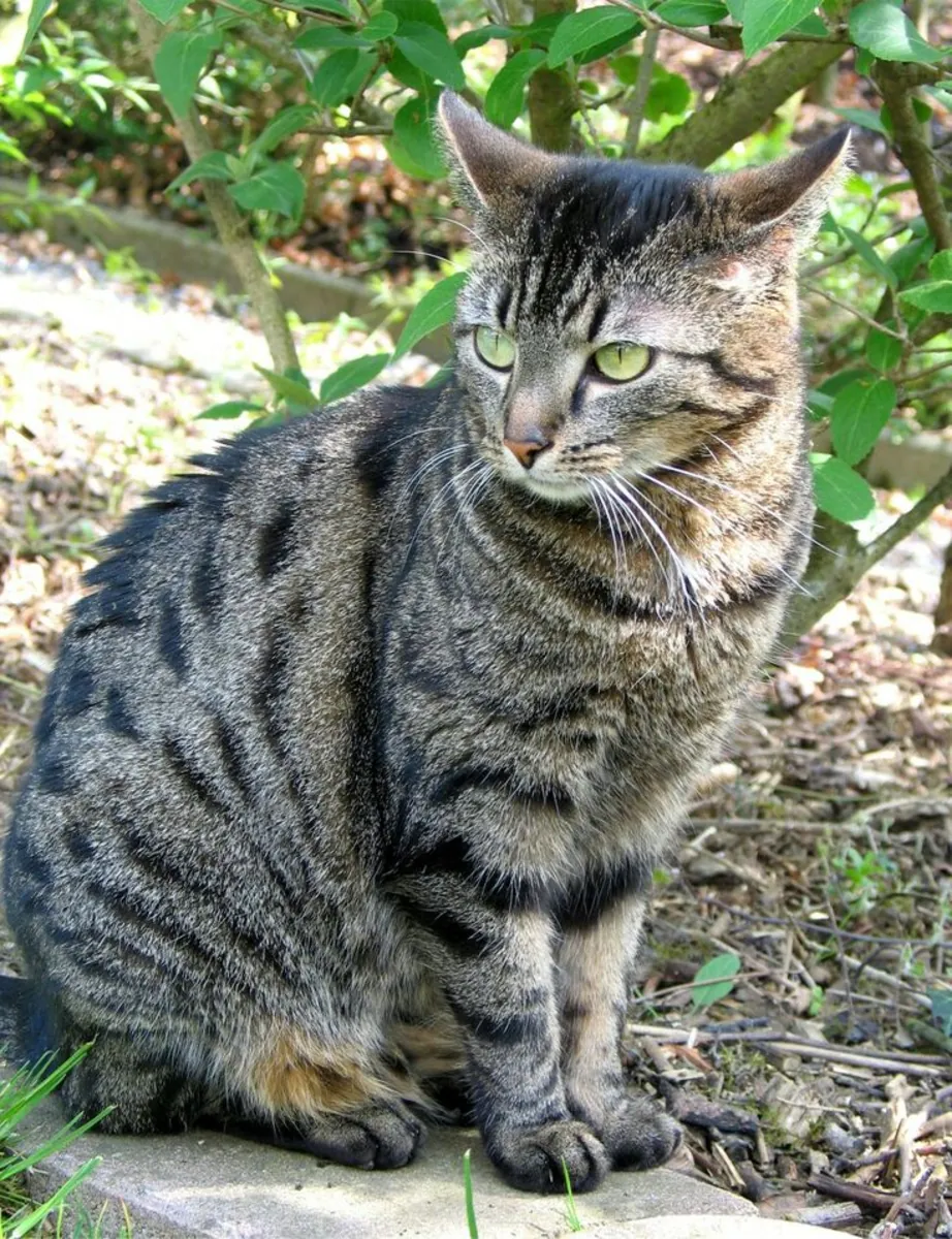 Mixed breed cat for sale | Smart and affectionate