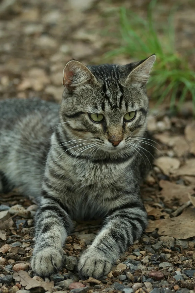 Mixed breed cat for sale | Smart and affectionate