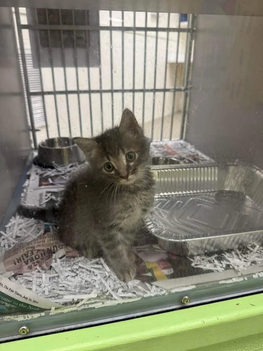 Rescued cat for sale | Socialized