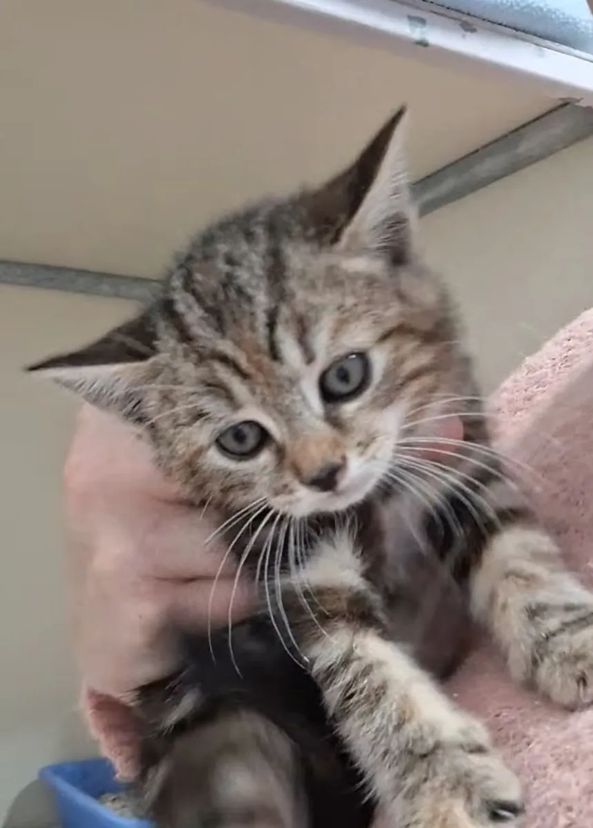 Rescued cat for sale | Socialized