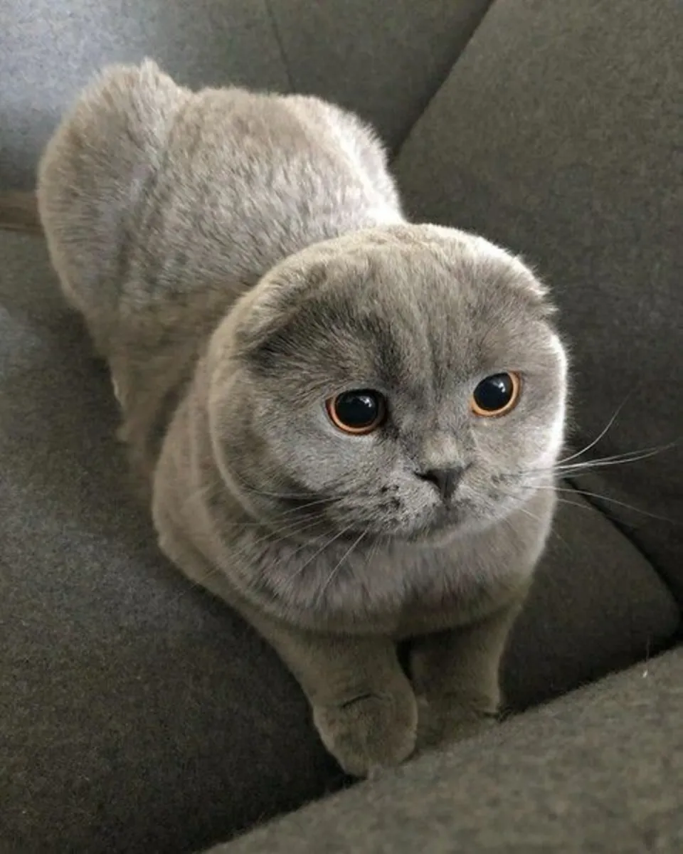 British Shorthair cat for sale